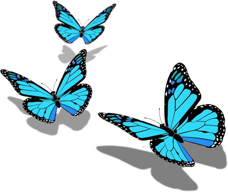 Monarch Butterfly - Butterfly Png Pic Hd (800x675), Png Download