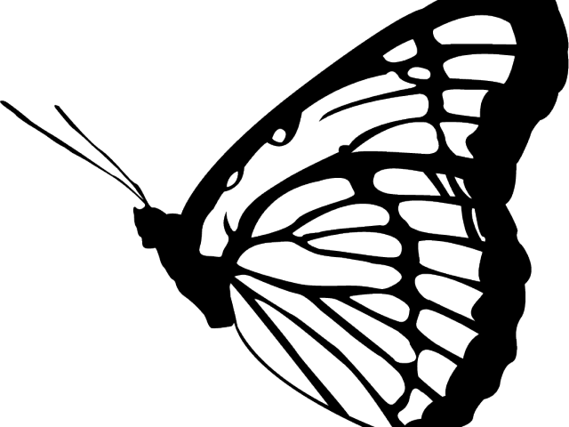 Monarch Butterfly Clipart Png Full Hd - Law Of Attraction Is Not A Secret (640x480), Png Download