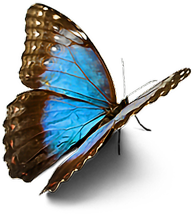 Butterfly Sticker Picsart (380x428), Png Download