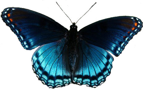 Butterflies Clipart Realistic - Clip Art Realistic Butterfly (462x293), Png Download