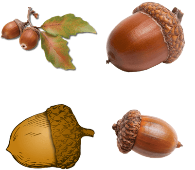 Acorns - Acorns Png (400x400), Png Download
