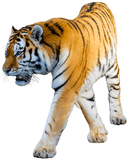 Tiger With White Background (400x400), Png Download