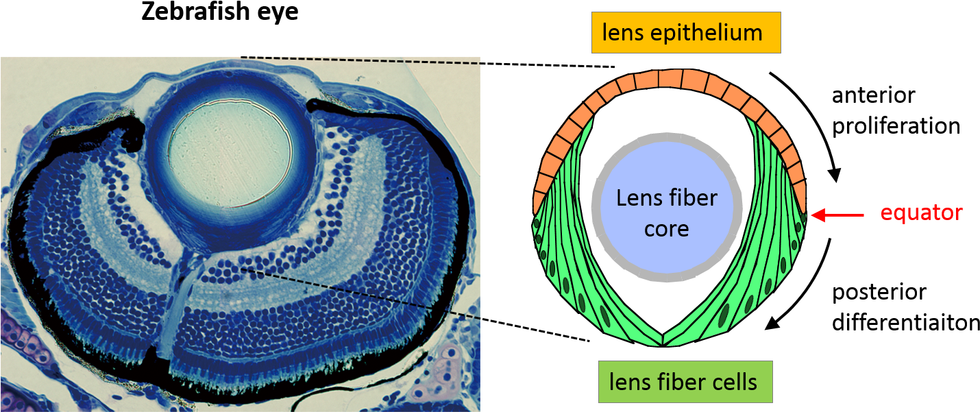Zebrafish Eye (1454x625), Png Download