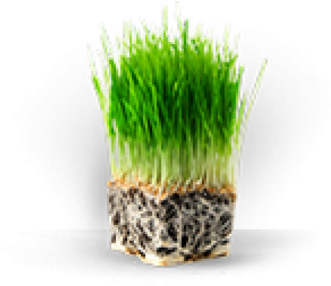 Truhealth Lawn Plan By Trugreen - Wheat Grass (600x600), Png Download