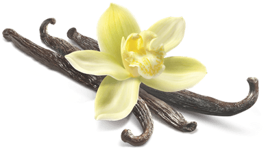 Vanilla Flower Closeup - Vanilla Png (400x400), Png Download