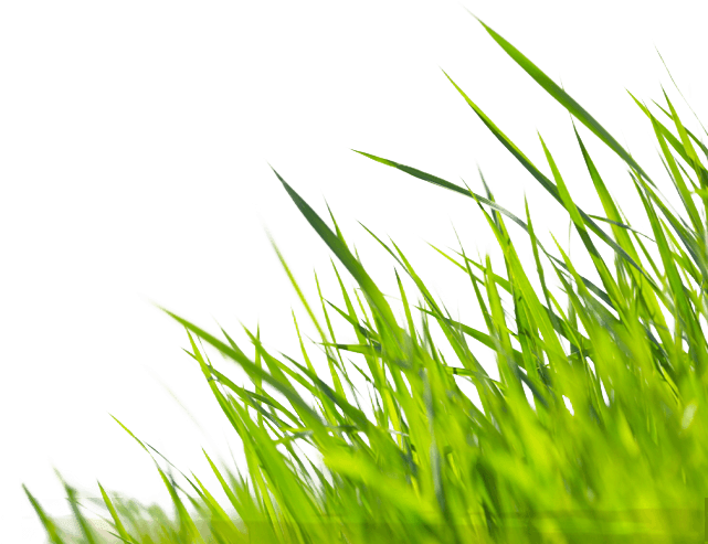 Let Us Do The Bragging For You Submit Your Photo To - Garden Grass Png (705x494), Png Download
