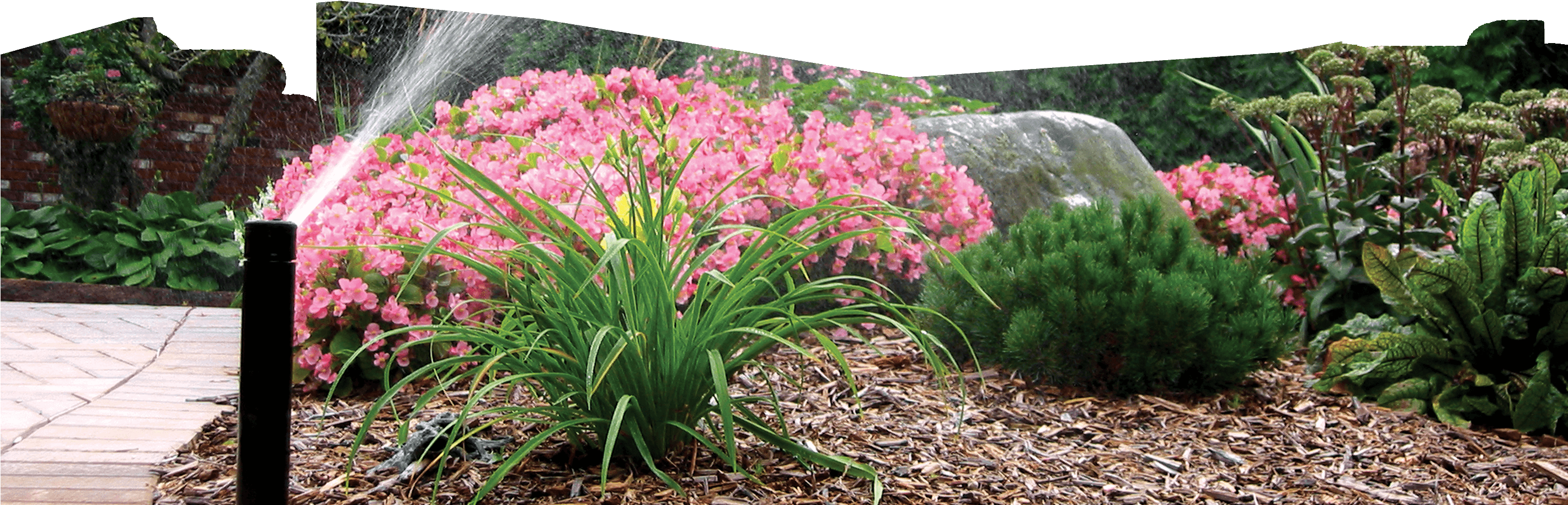 Garden Center - × Amarcrinum (2841x1120), Png Download