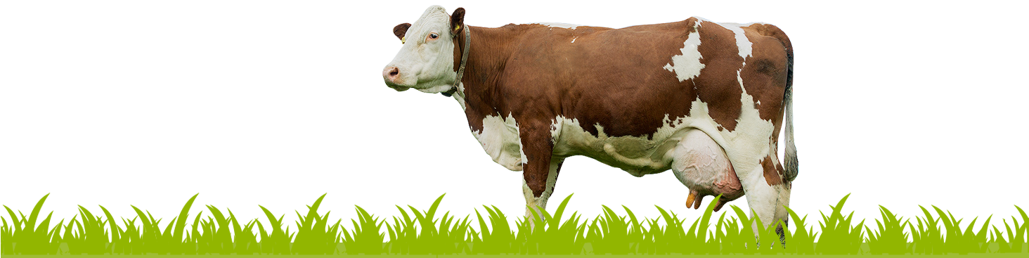 Dairy Cow Png - Grass With Cow Png (1463x458), Png Download