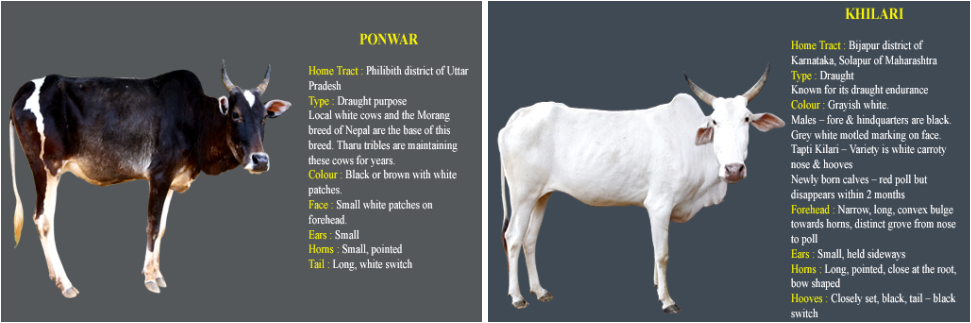 Picture - Cow Breeds In Nepal (971x323), Png Download