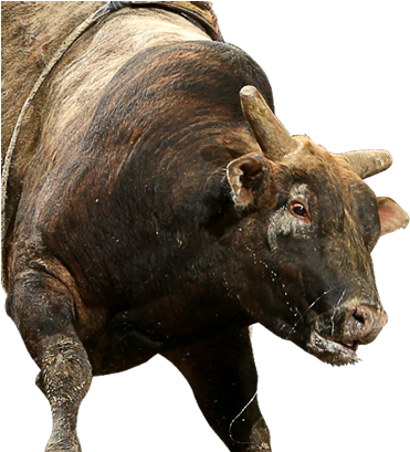 Indian Medicine Coyote Ugly, Professional Bull Riders, - Bull Riding (391x421), Png Download