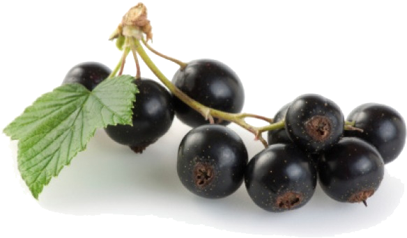 Jamun Java Plum Png File - Fruits For Diabetes (600x450), Png Download