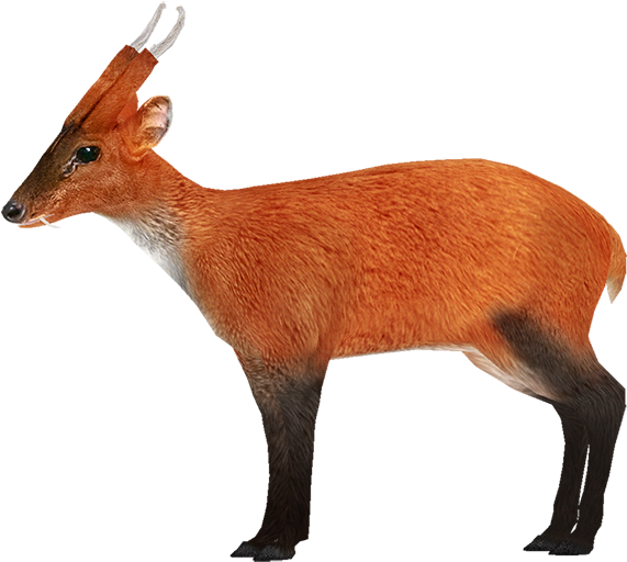 Untitled-3 - Zoo Tycoon 2 Muntjac (650x518), Png Download