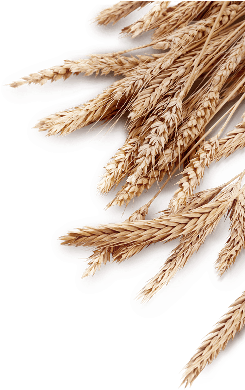 Wood Background - Wheat Background Png (759x821), Png Download