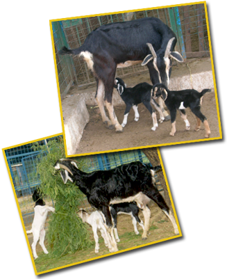 Feeding Lactating Does - Lactation (340x403), Png Download