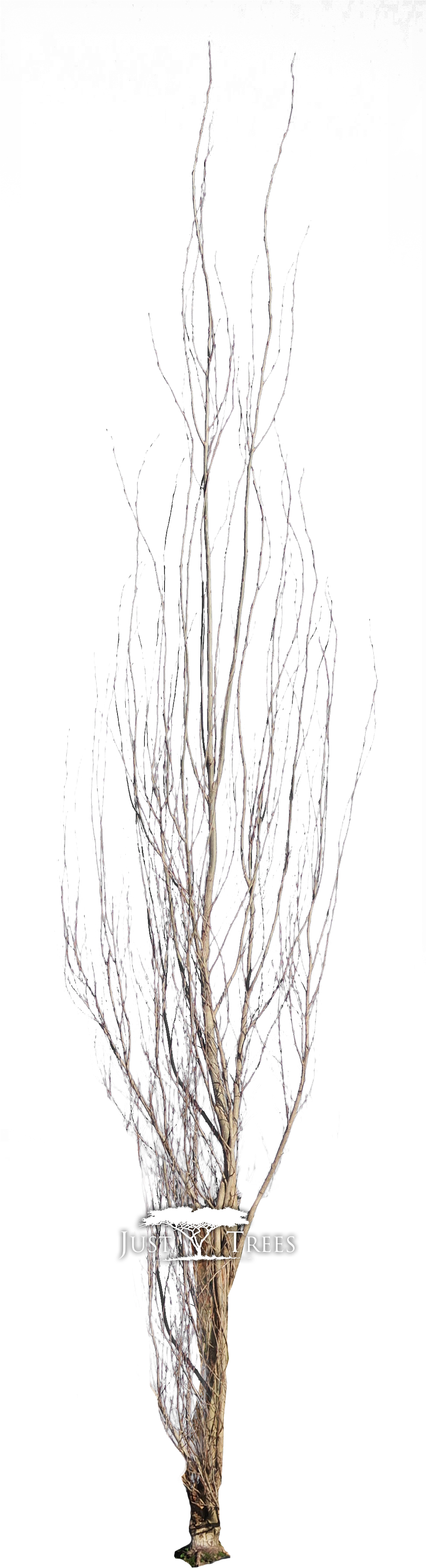 Populus Simonii - Pond Pine (978x3915), Png Download