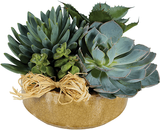 Succulent Plant - Florists - Com - Plants - Succulent Garden - Regular (600x600), Png Download