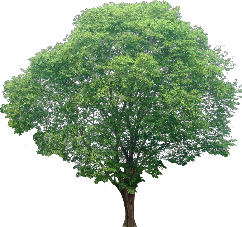 20 Free Tree Png Images - Transparent Background Cut Out Srubs Plants (820x769), Png Download