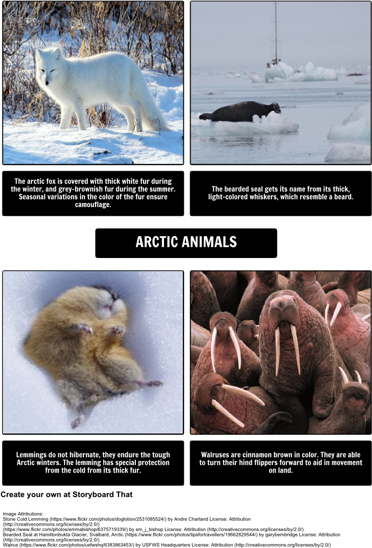 Arctic Animals - U S Fish And Wildlife Service Canvas Art Pacific Walrus (789x1158), Png Download