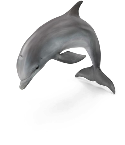 Dolphin Png Pic - My First Yapese 200 Picture Word Book (600x600), Png Download