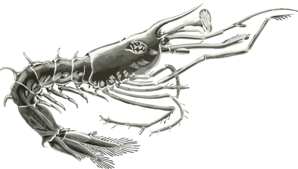 Crab Drawing Crustacean Computer Icons Shrimp - Clip Art (597x340), Png Download