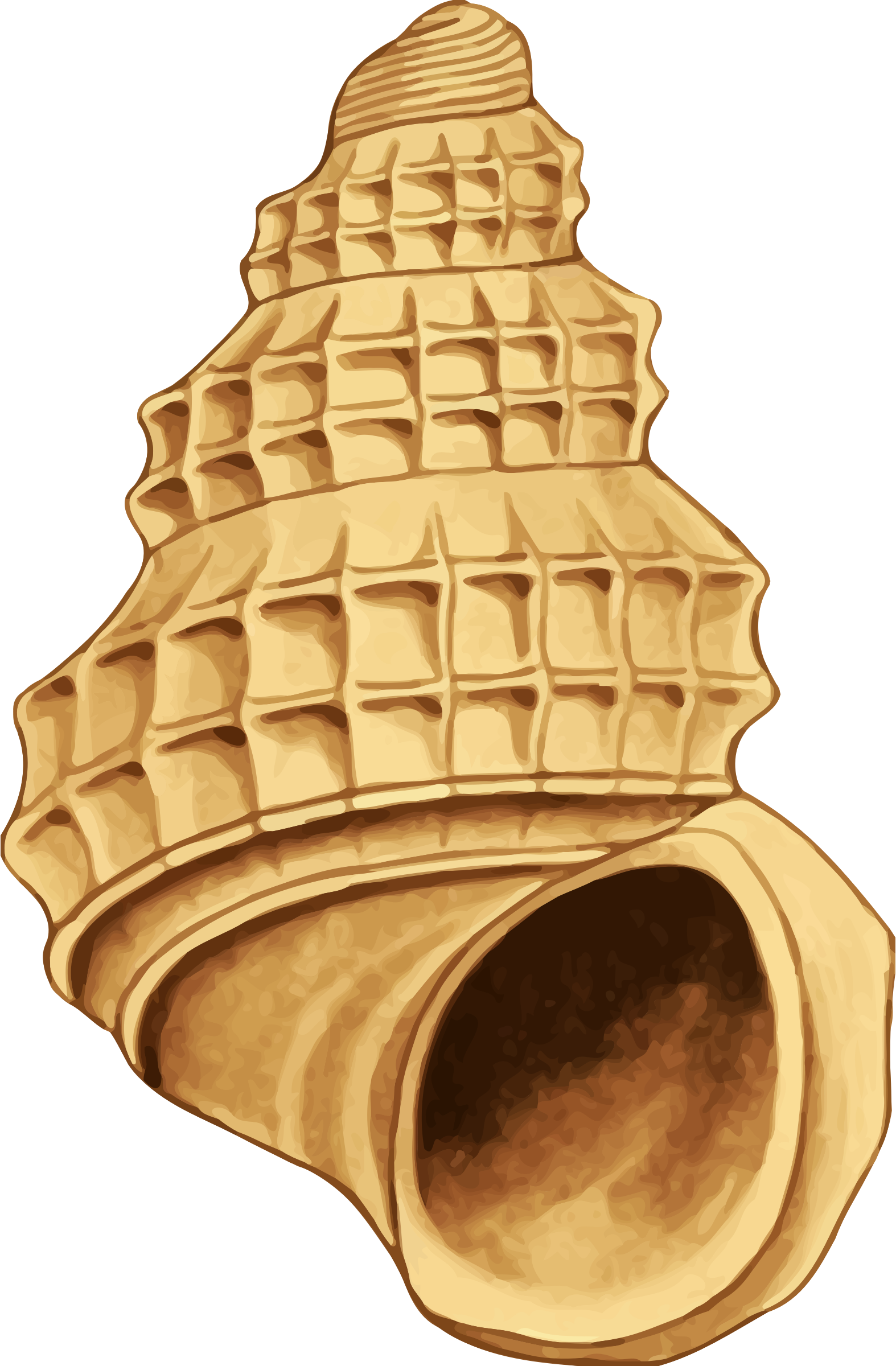 Shell Clipart Yellow Sea - Sea Shell 39 (1574x2400), Png Download
