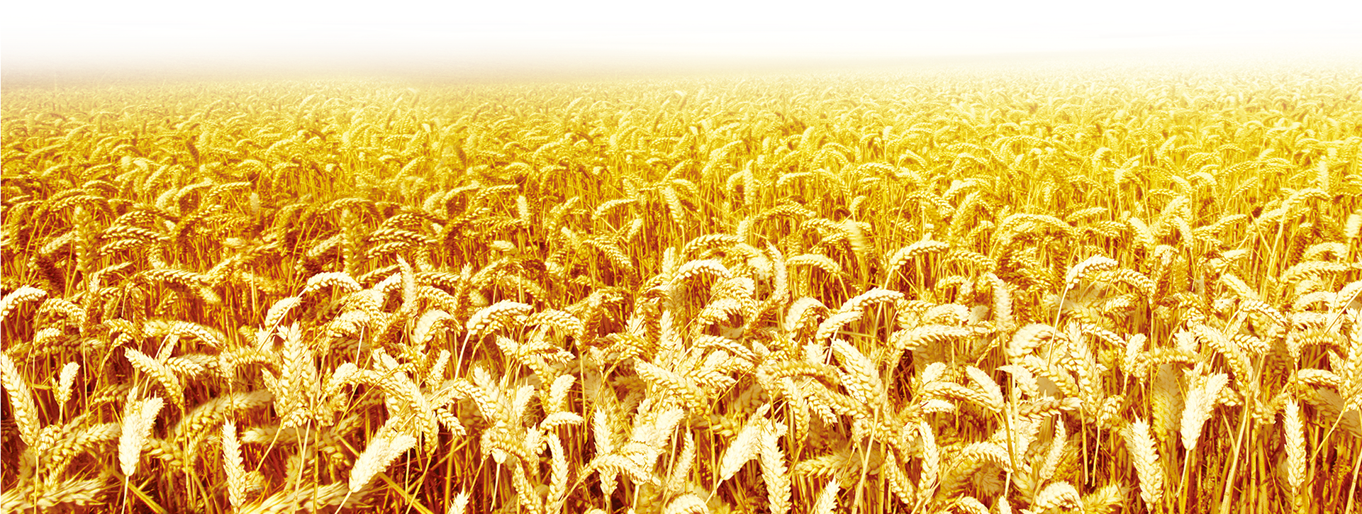 Clip Art Transprent Png Free Download Grass (1920x1281), Png Download