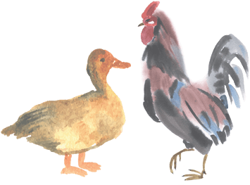 Pasture Raised Duck & Chicken - Duck And Chicken (500x375), Png Download