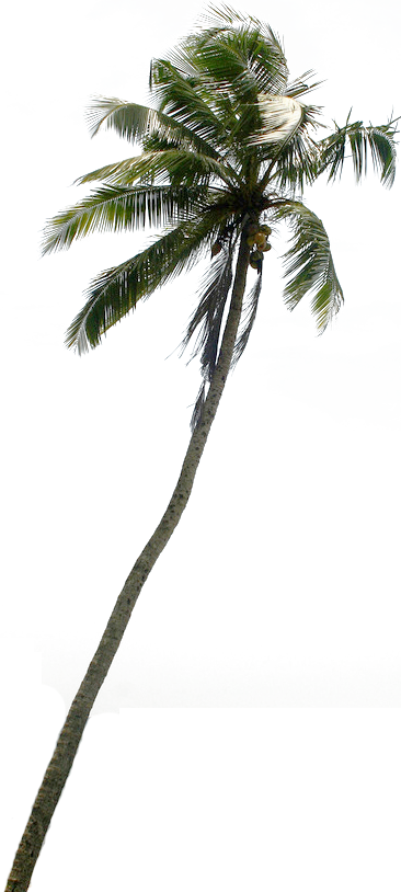Tree Clipart Downloads Pznvtp Clipart - Coconut Tree Cut Out Png (366x814), Png Download