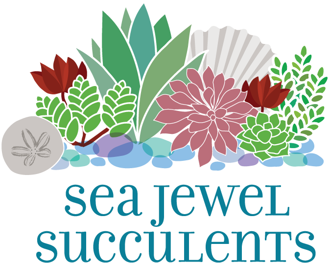 Sea Jewel Succulents & Flora - Acassuso (800x700), Png Download
