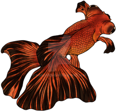 3 - Butterfly Goldfish Drawing (500x445), Png Download