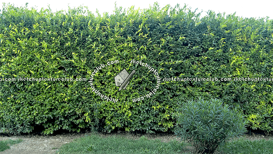 17375 Cut-out Hedge Texture Seamless - Hedge (900x507), Png Download