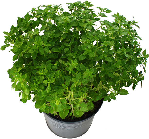 Potted Plant With Green Leaves Png Free - 紅 火焰 萵苣 種植 (800x600), Png Download