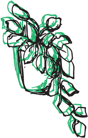 Devils Ivy (1000x667), Png Download