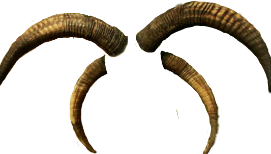 Vector Black And White Library Horns Transparent Goat - Horn (533x302), Png Download