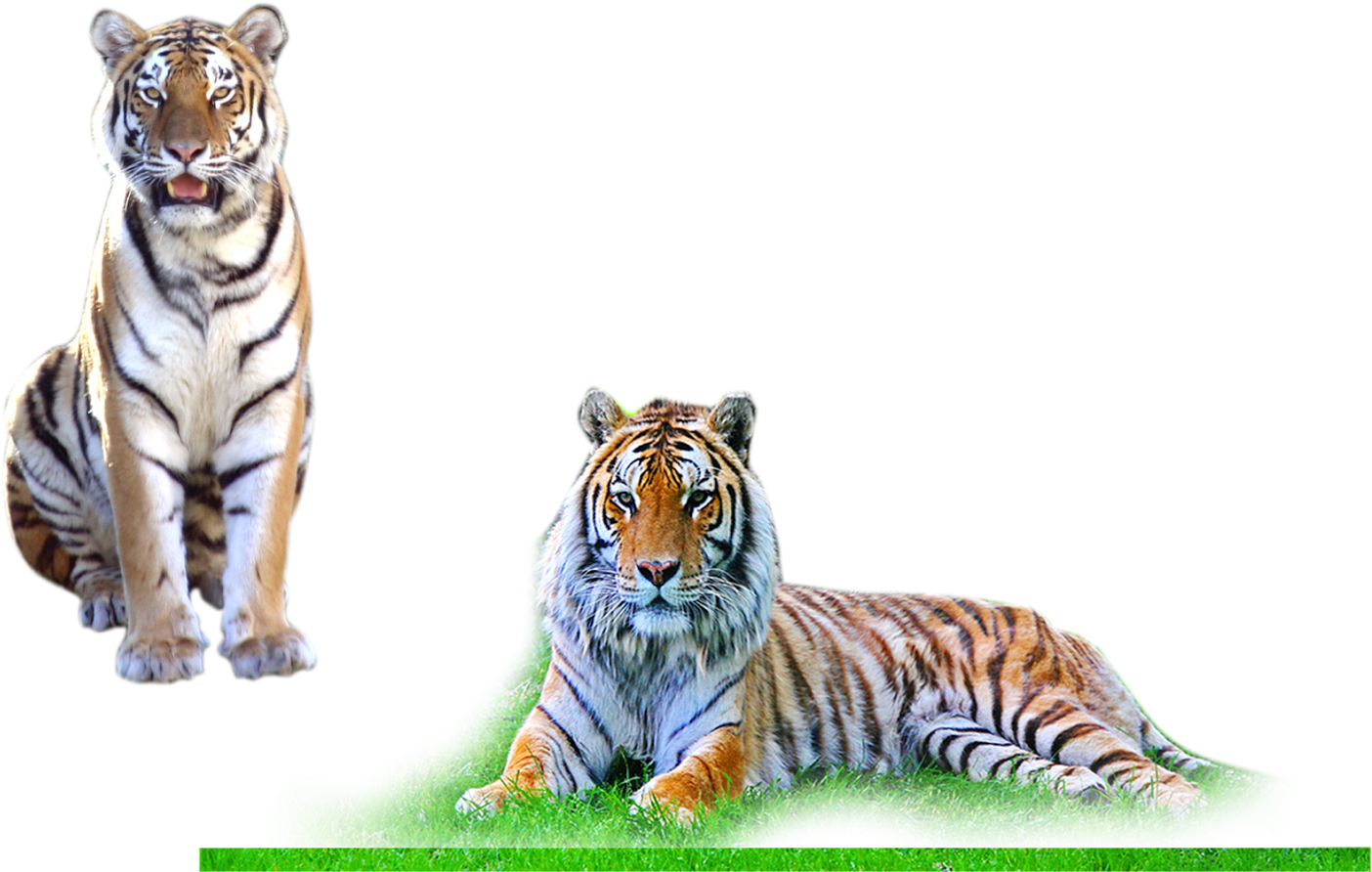 Tiger - Background Png For Photo Shop (1600x1067), Png Download