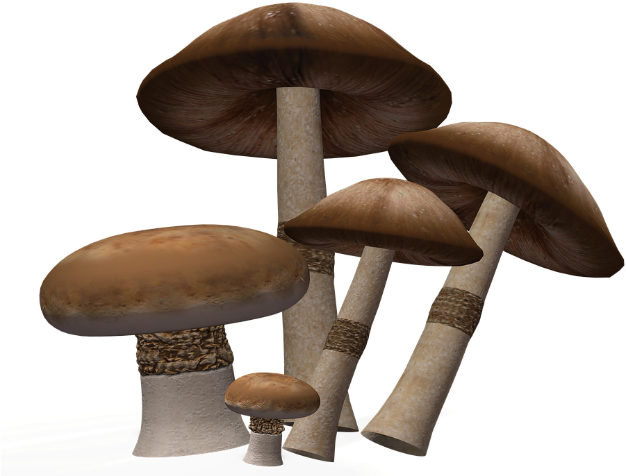 Mushroom Png Image Background - Clip Art (960x720), Png Download