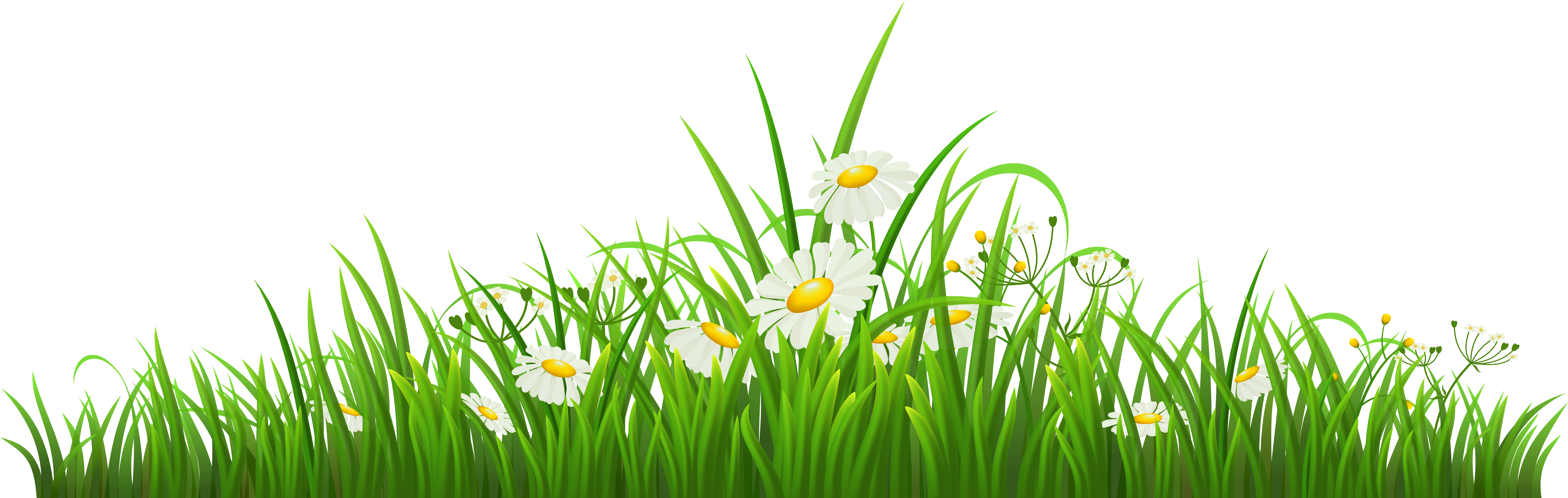 Camomile Clipart Png Format - Chamomile Png (7113x2272), Png Download
