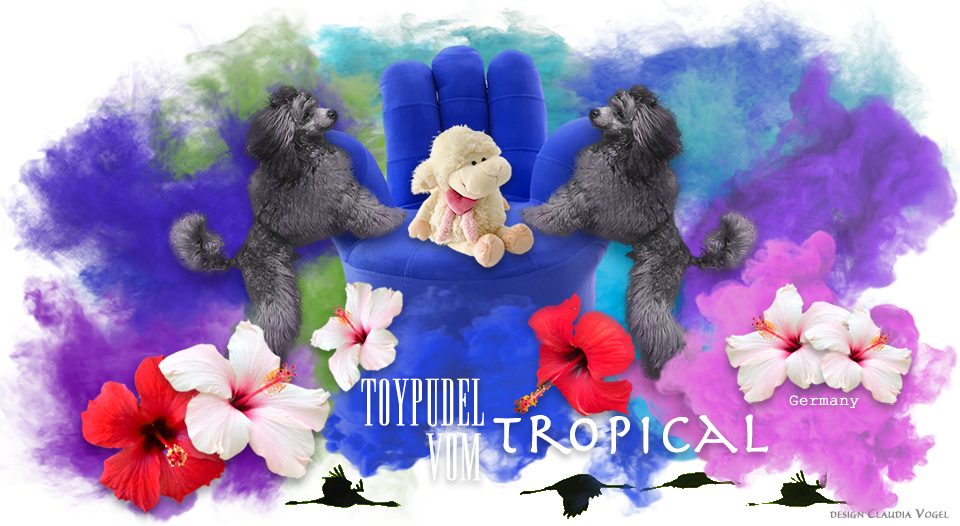 Links Für Bannertausch - Toy Poodle (960x526), Png Download
