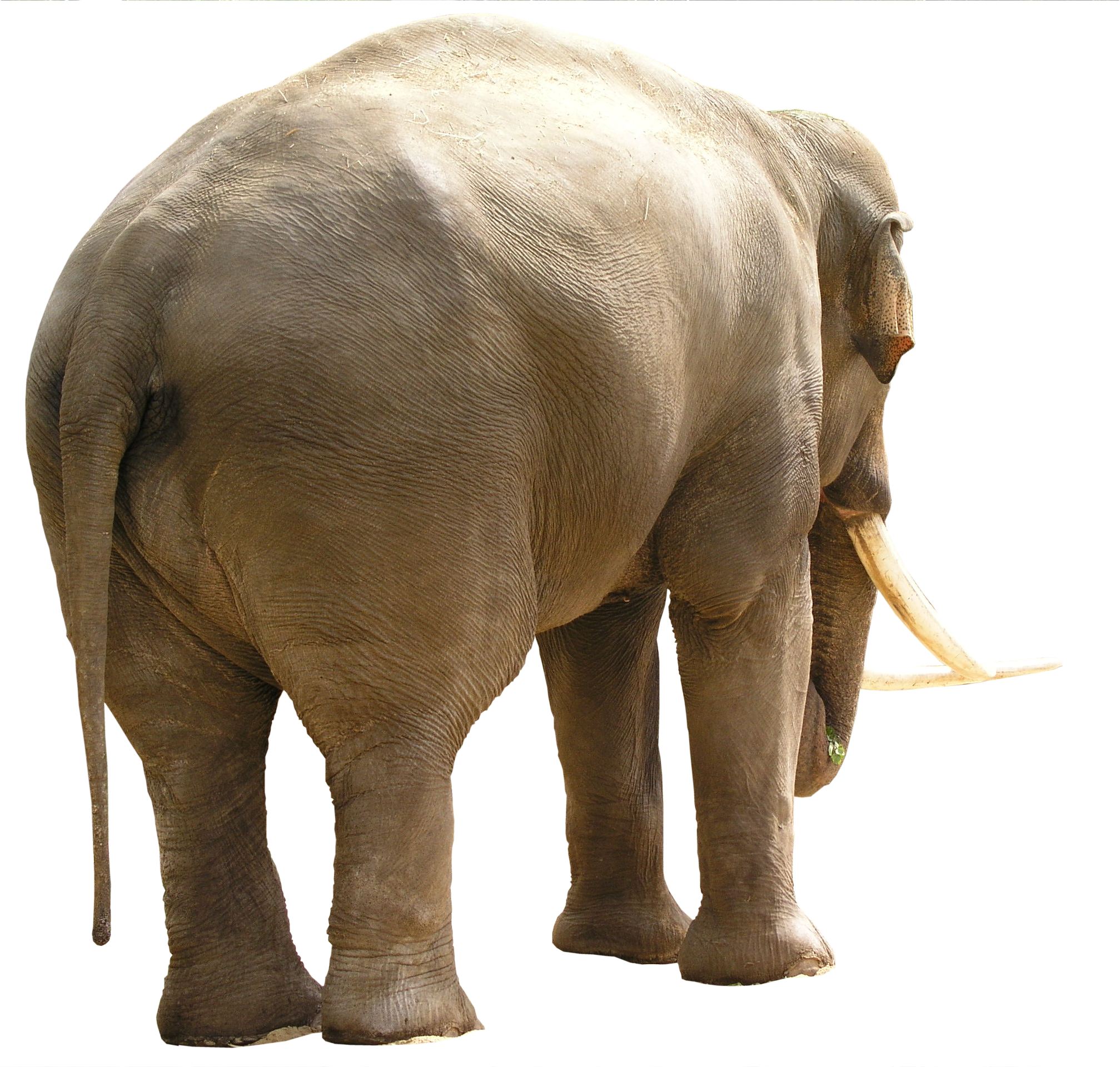 Elephant With Tusks Png - High Quality Textures Animals Png (2015x1920), Png Download