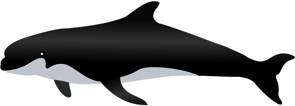 Dolphin (600x212), Png Download