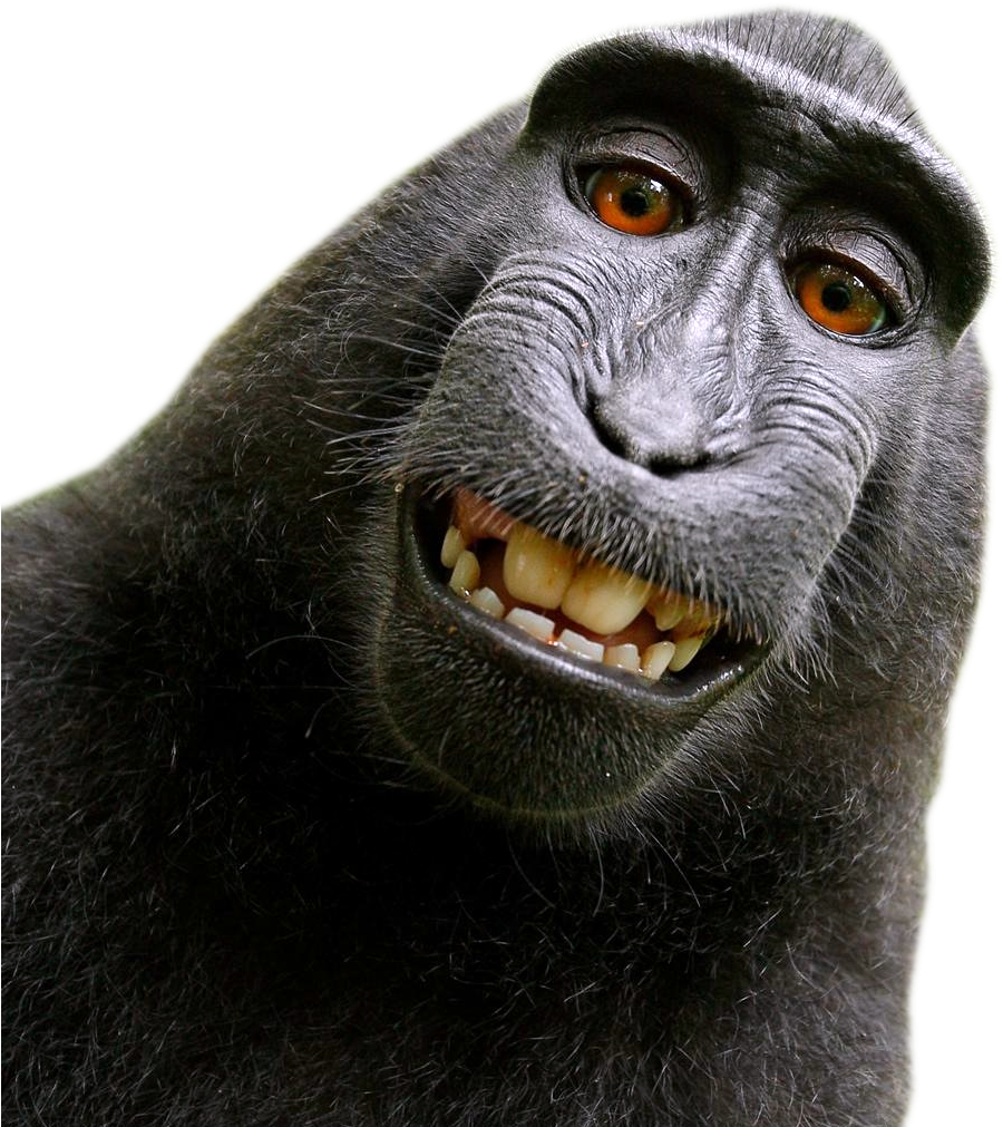 David Slater Monkey (1085x1132), Png Download