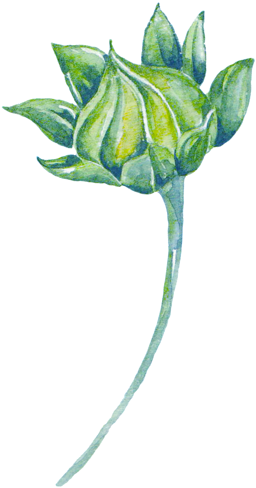 Green Watercolor Plant Cartoon Transparent - Watercolor Painting (1024x1745), Png Download