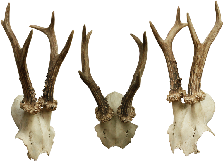 Bone-012 - Bones Png (600x433), Png Download