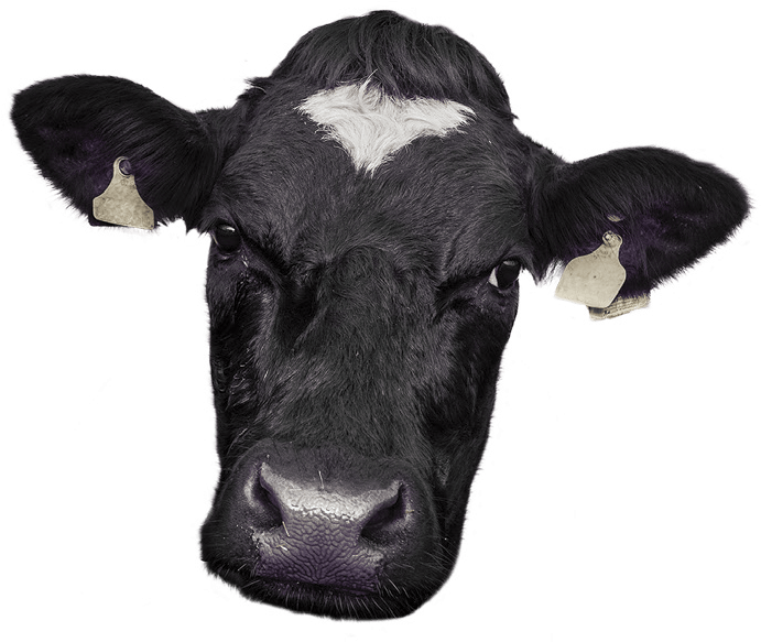 Cow Face Png - Cow Face Photo Png (690x618), Png Download