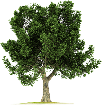 Corkoak-big - Big Tree Png Hd (423x467), Png Download
