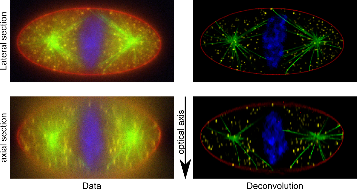 Http - //cral - Univ-lyon1 - Fr/labo/perso/ferreol - Deconvolution Fluorescence Microscopy (1238x654), Png Download