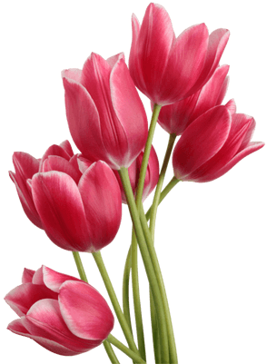Tulip Png (400x400), Png Download