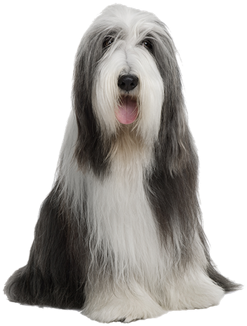 Why Choose A Bearded Collie To Be The Star Of Your - Shaggy Dog What Breed (358x468), Png Download