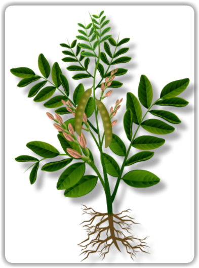 Pea Plant - Green Pea (420x556), Png Download
