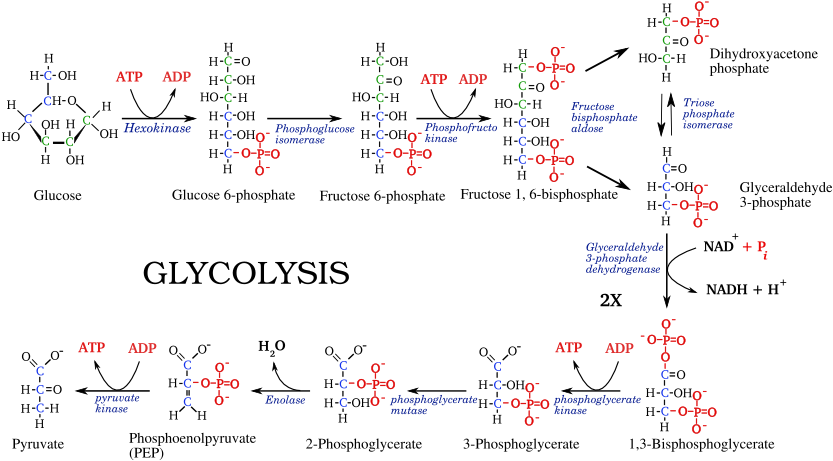 File - - Glycolysis Pathway (990x765), Png Download
